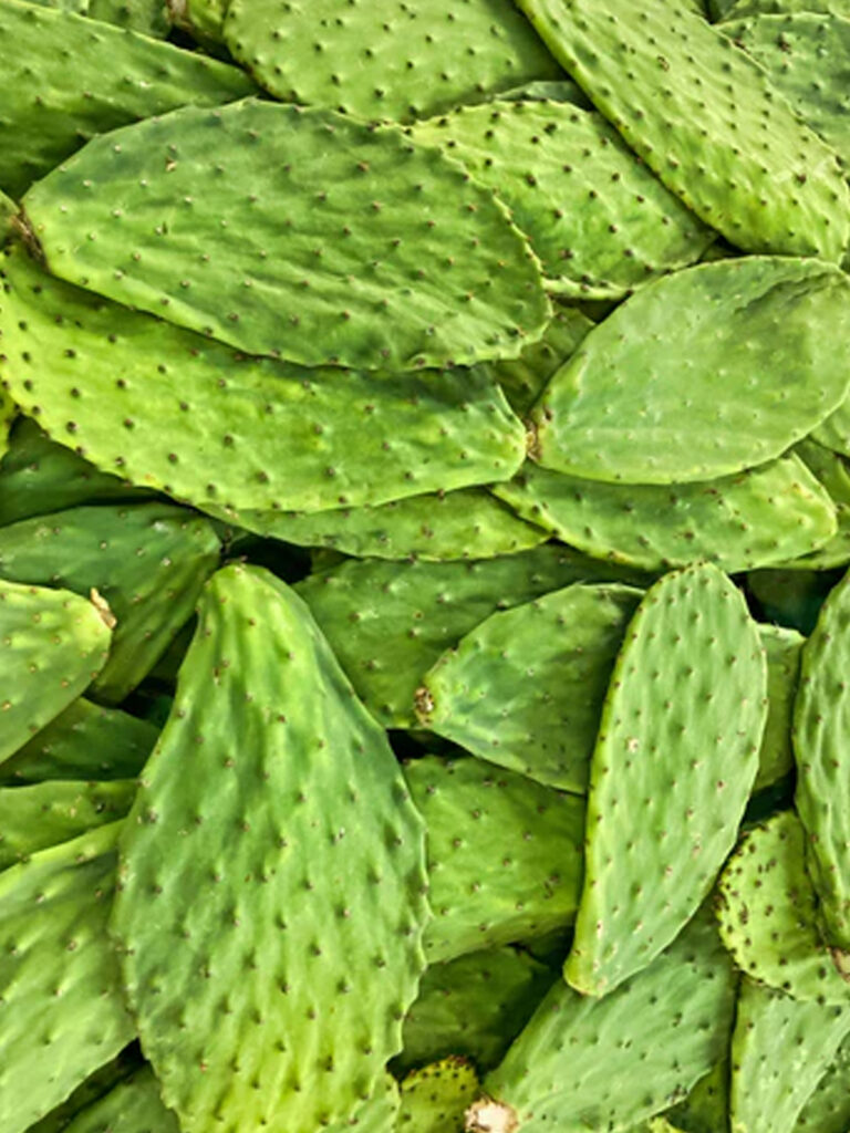 Nopal